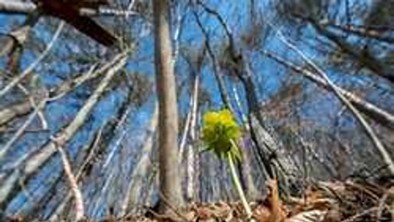 Kovácsszénájáról üzent a tavasz, most már biztosan itt van