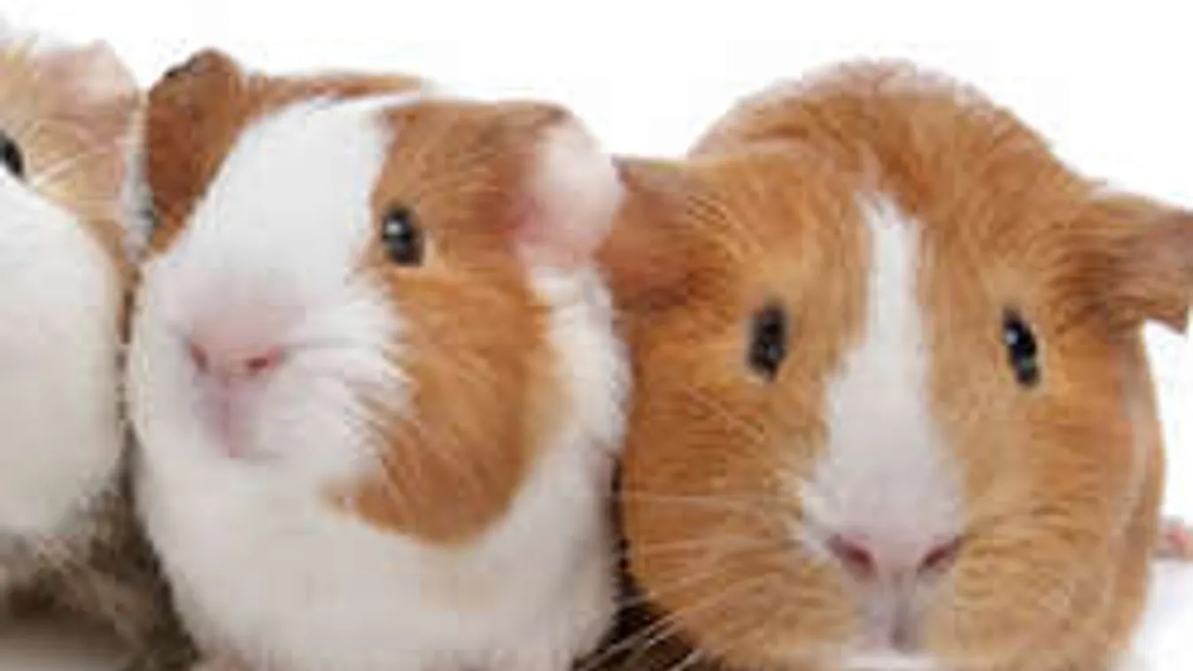 Győr városában feltalálták a tutit: Robban cukiságbomba!