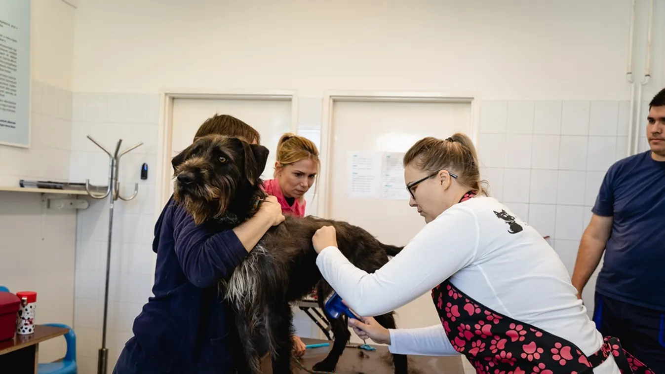 A megszépített kutyák már nagyon várják leendő gazdijukat – ma bárki örökbefogadhatja őket
