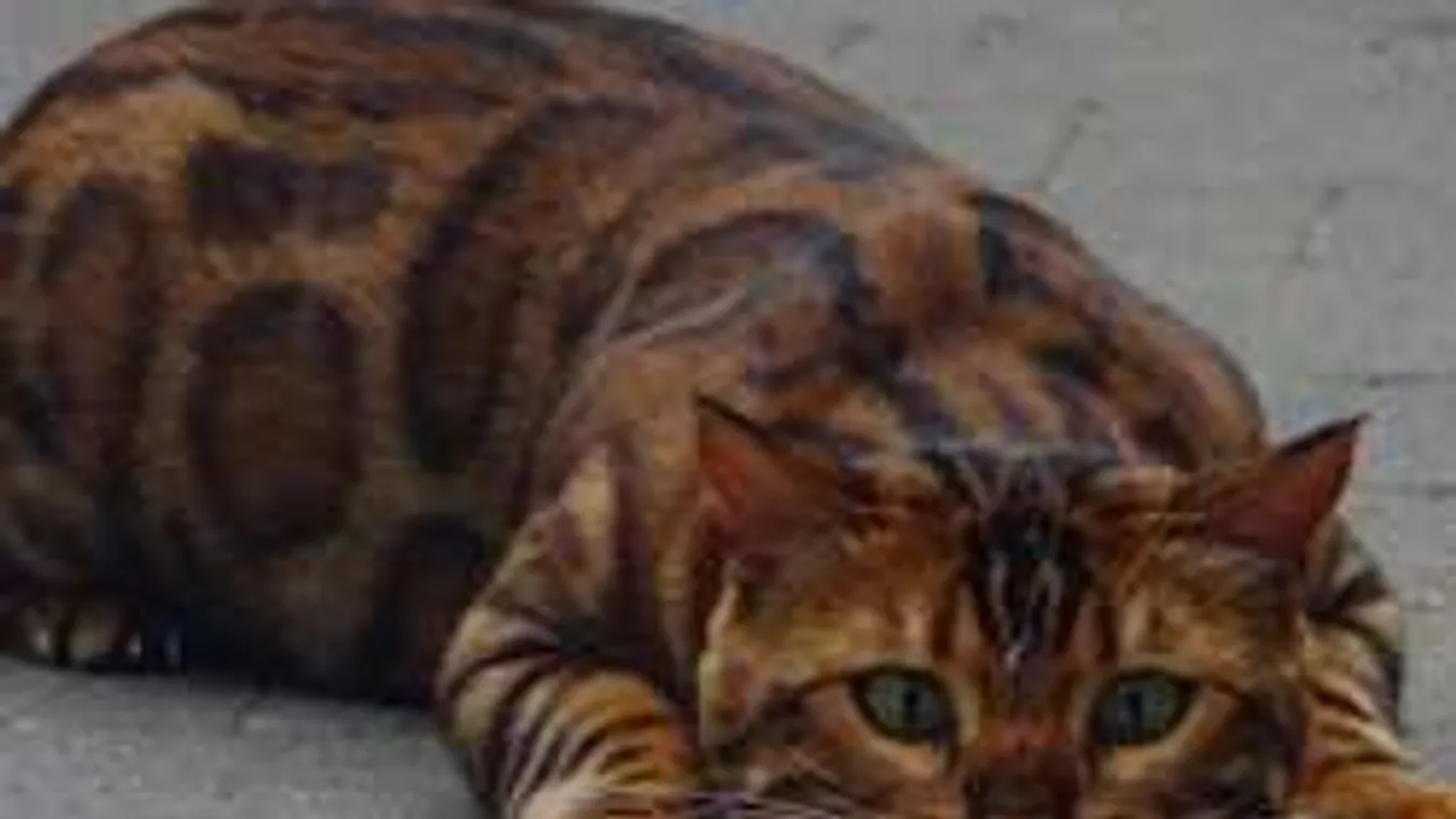 Láttál már ilyen macskát? Õ különleges, és valami gyönyörű...