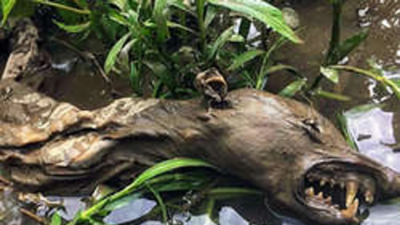 Fény derült a hátborzongató lény szörnyű titkára! Itt találták meg!