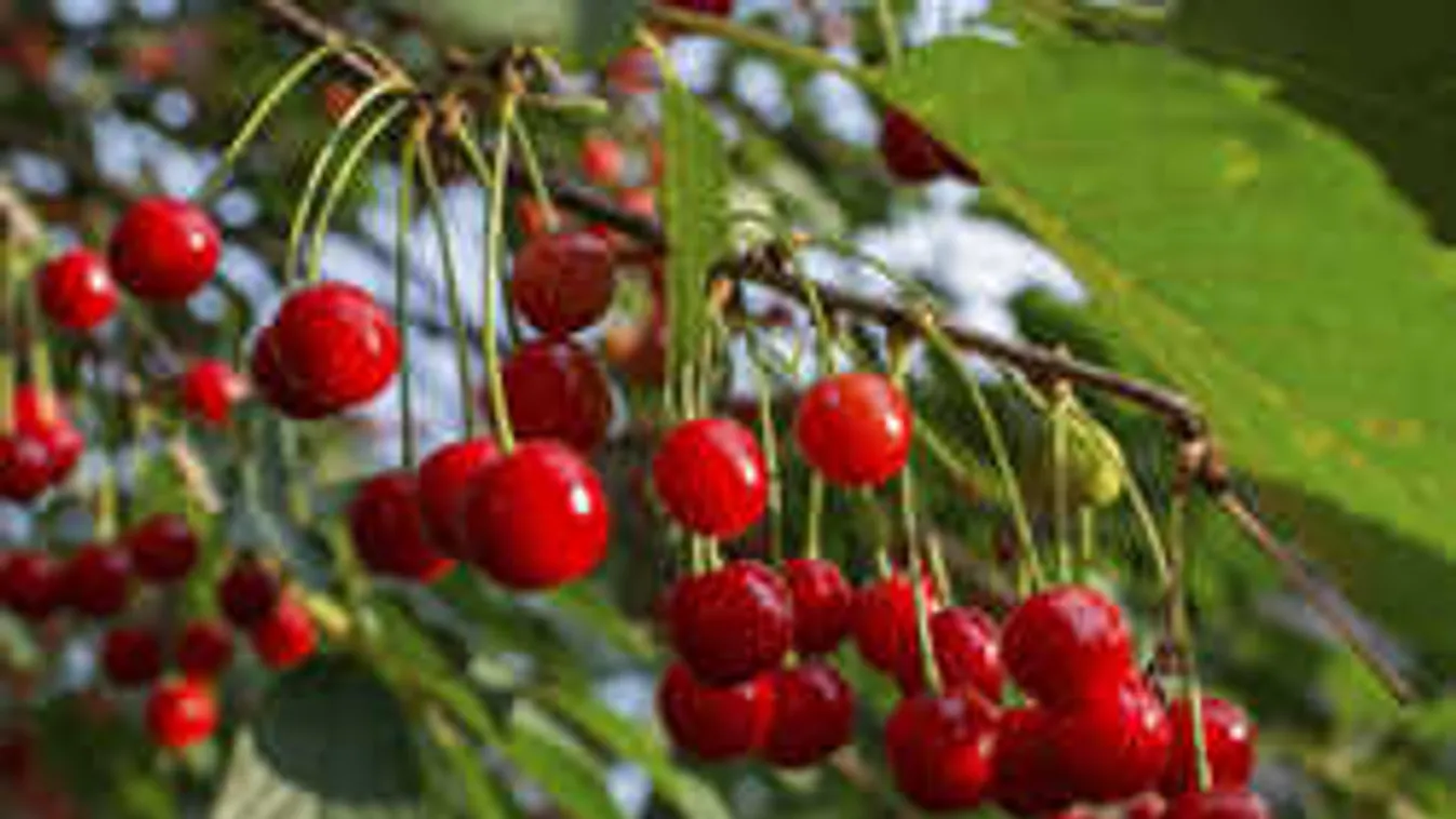 Ingyen osztják a meggyet számos helyen