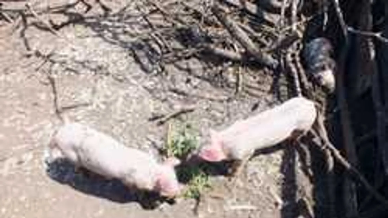 Nem lopta a napot, csak a rábízott állatokon adott túl