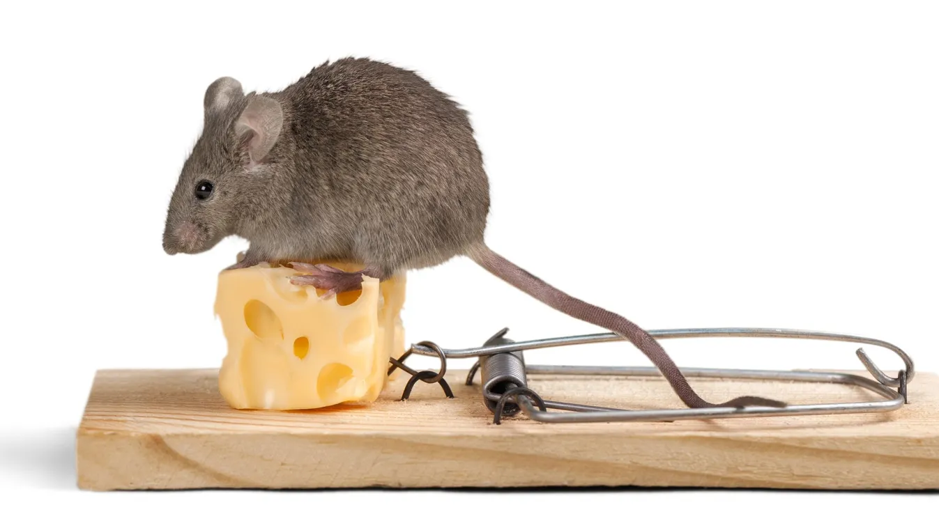 Ha ezt látod a kamrádban, azonnal kezdj védekezni, mert bejött az egér