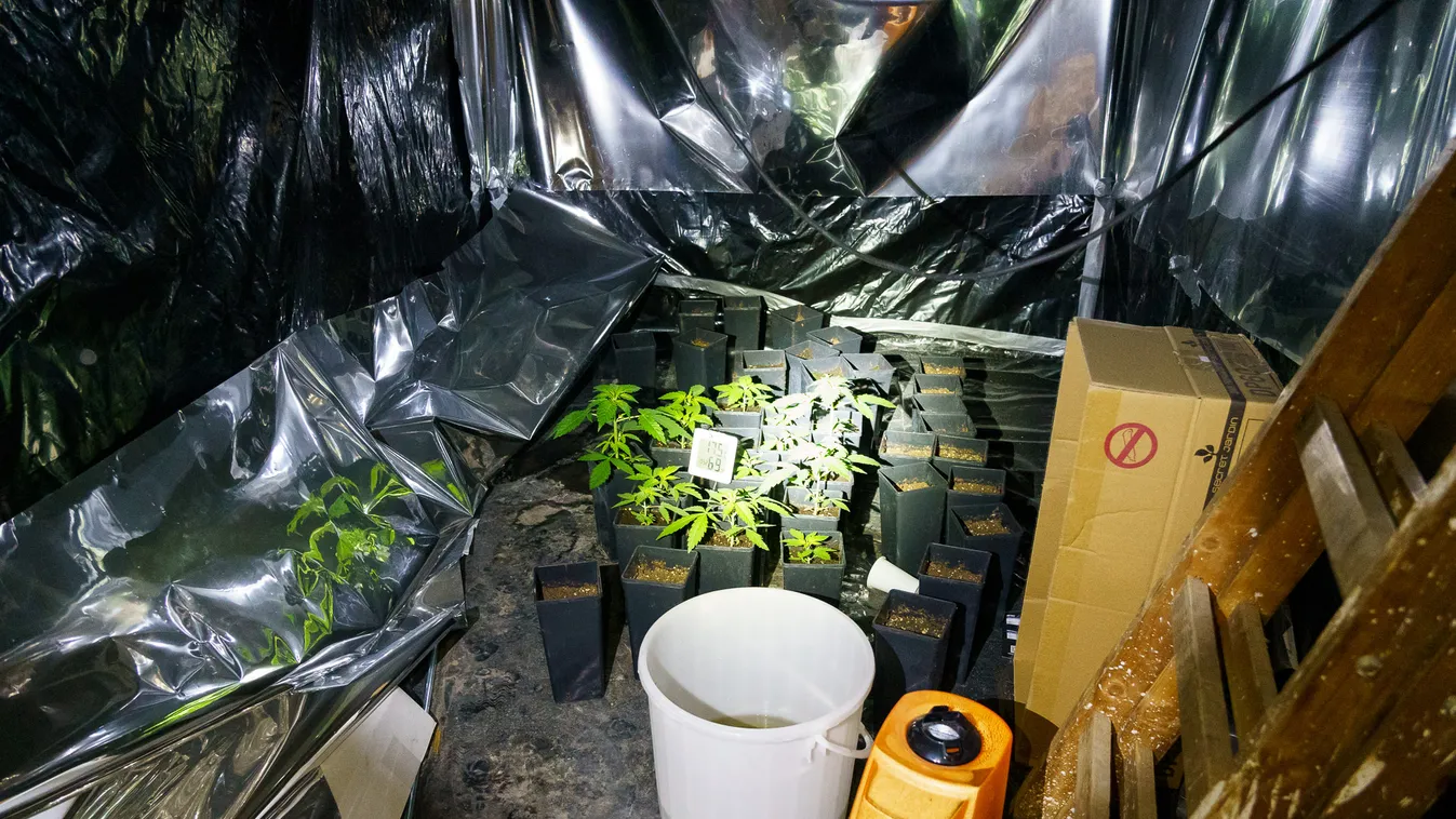 Költöztetni akarták a marihuánaültetvényt, de a rendőrök rajtuk ütöttek