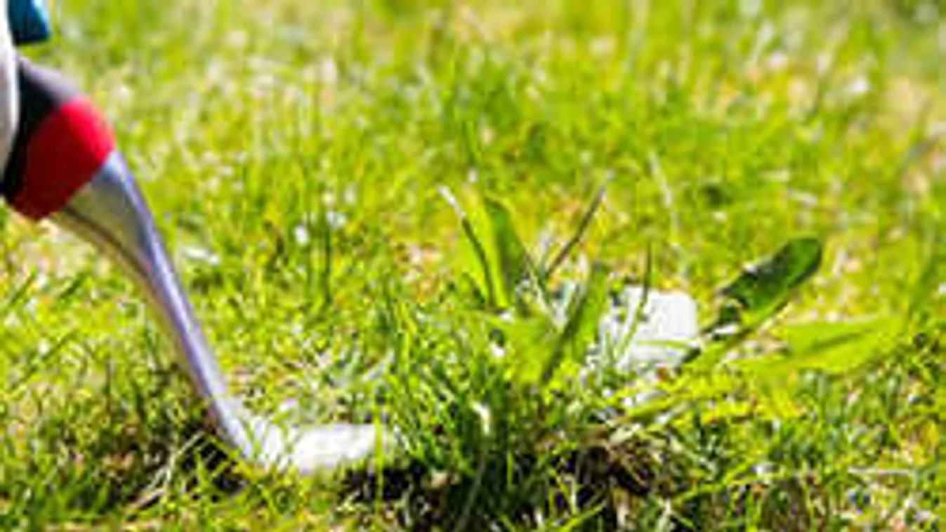 Tiszta gyom a gyeped? Így hozd ősszel rendbe