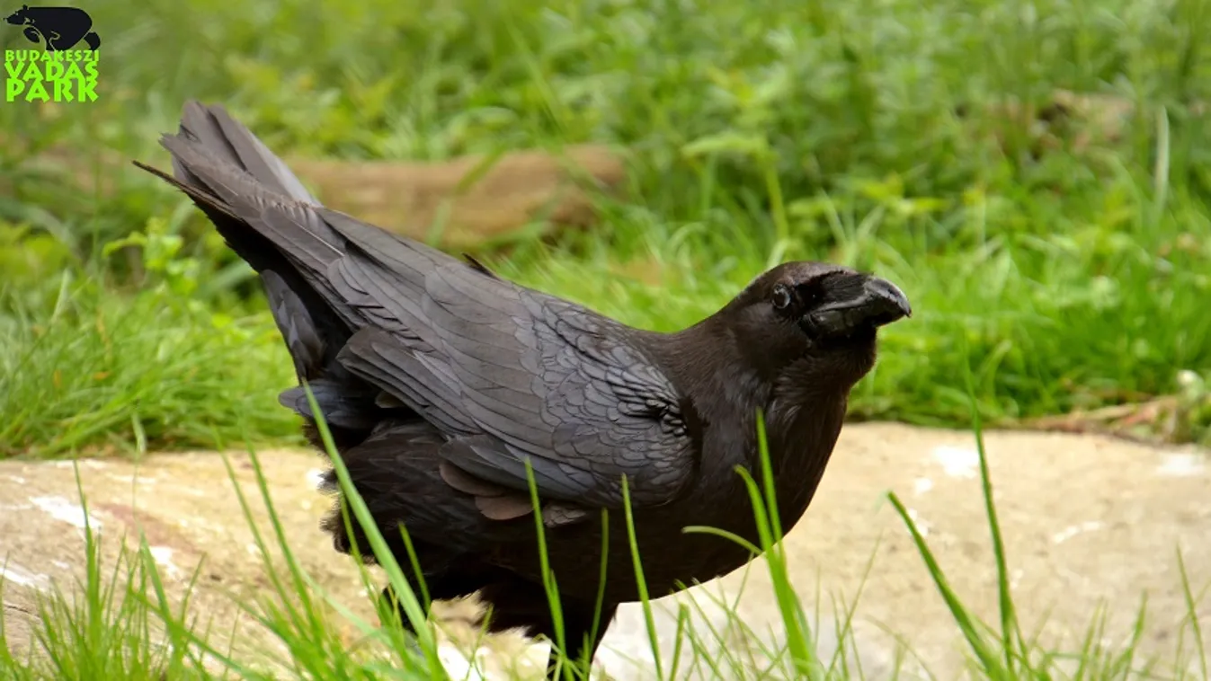 Hollótréninggel jelentkezik élőben a vadaspark