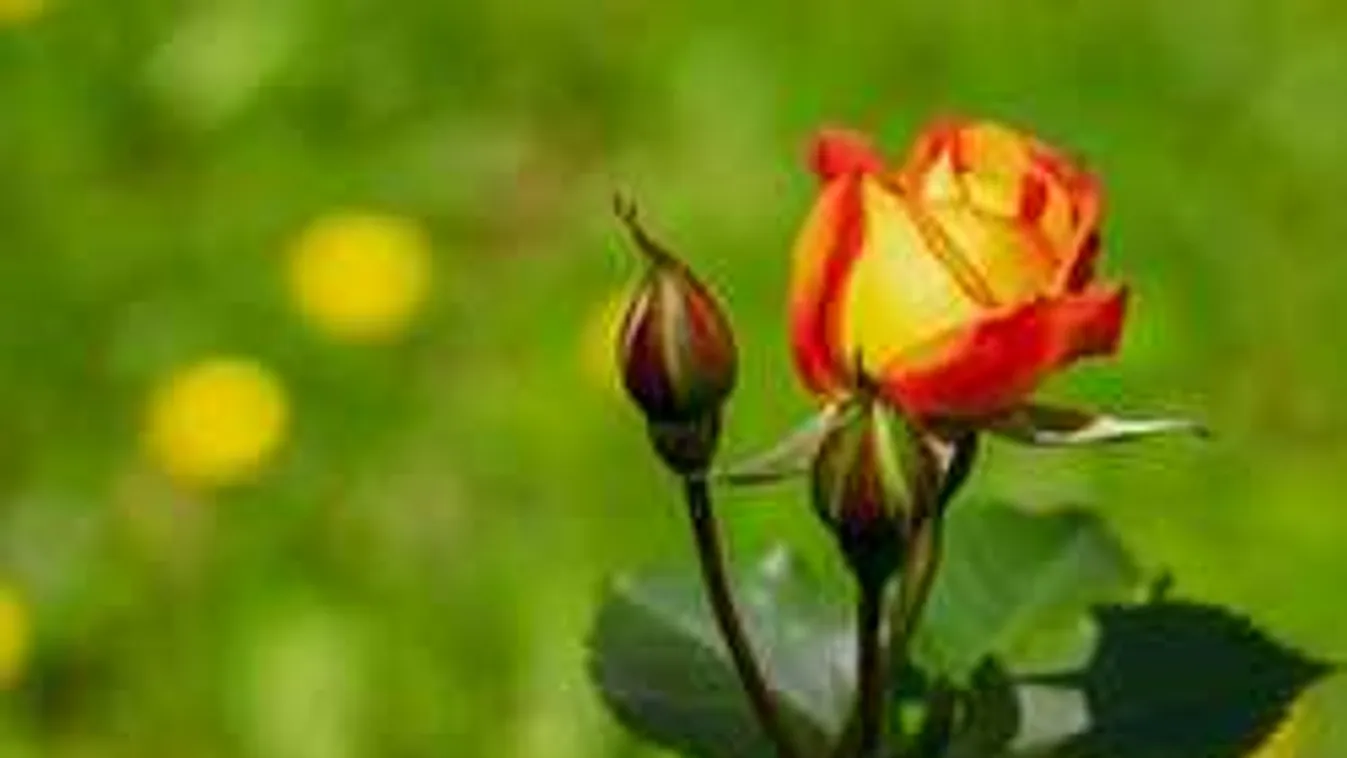 Ezért tegyél banánhéjat a rózsák tövébe, fantasztikus, mi történik!