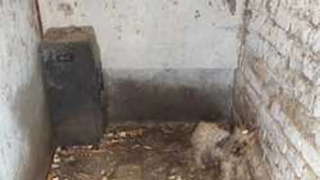 Disznóólban sínylődtek a kutyák