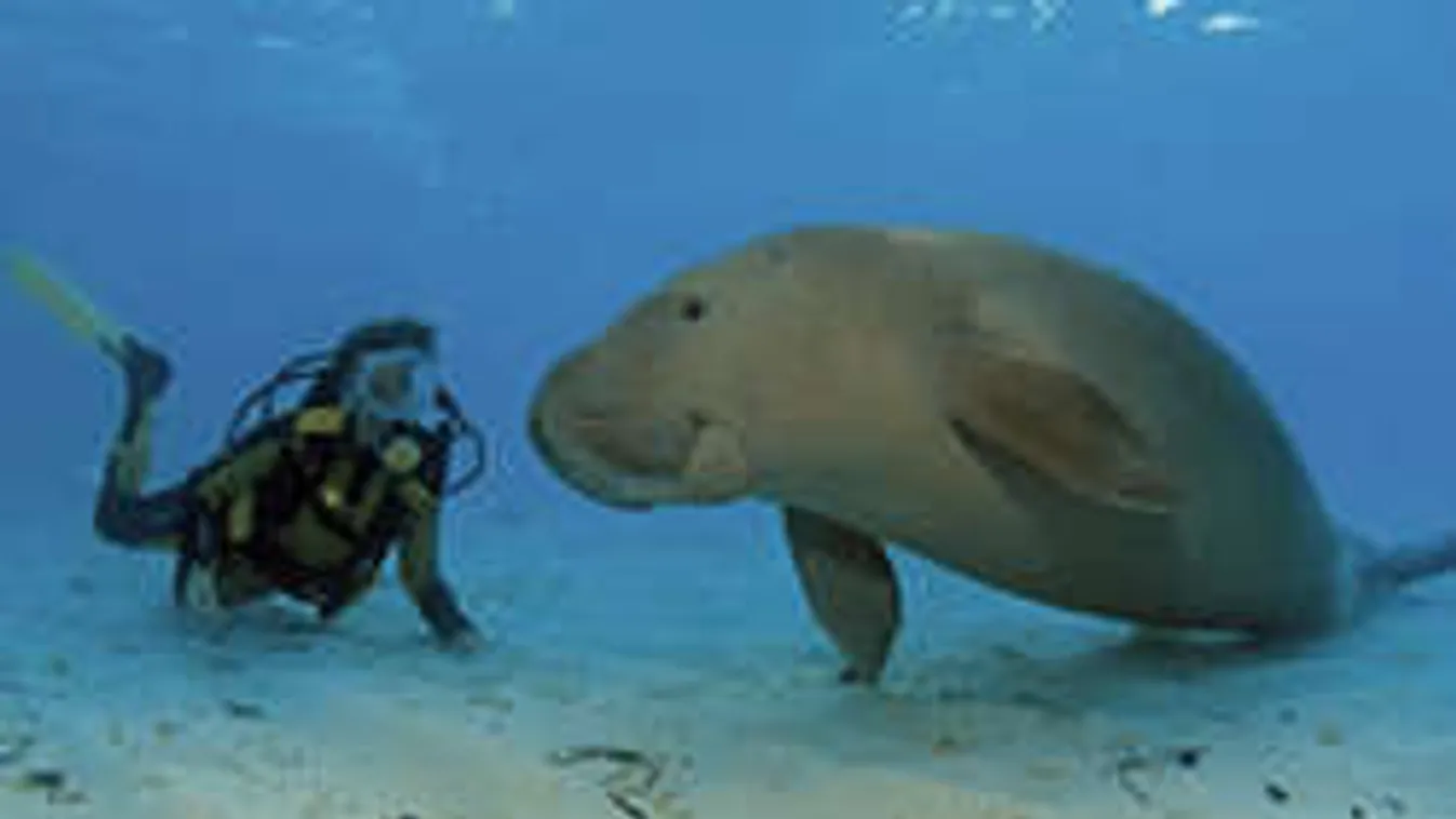 Tengeri tehenet molesztált a perverz