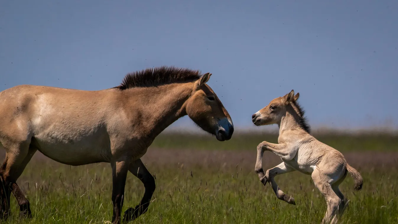 A világon egyedülálló a hortobágyi, 300 vadlovat számláló ménes – film készült róluk