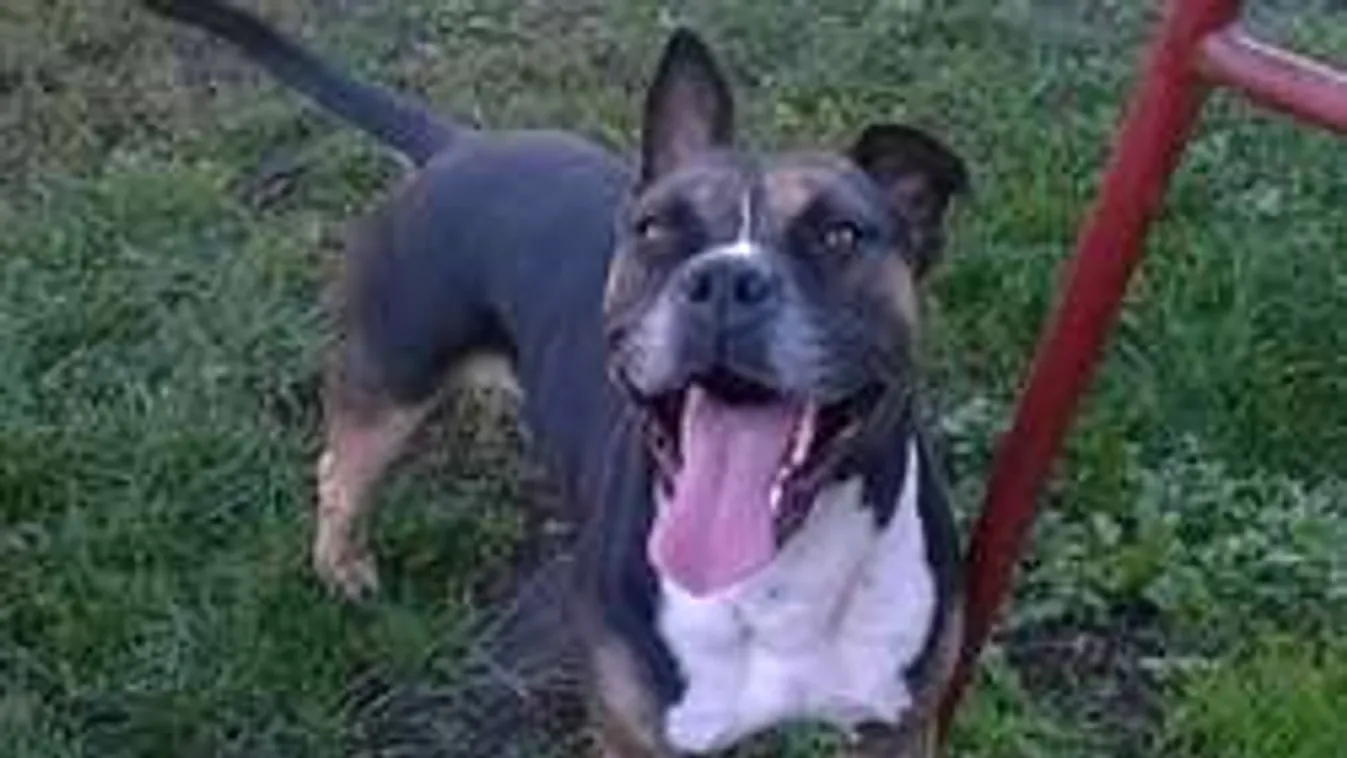 Félholtra kínozták, viadalra kényszerítették az elrabolt magyar kutyát