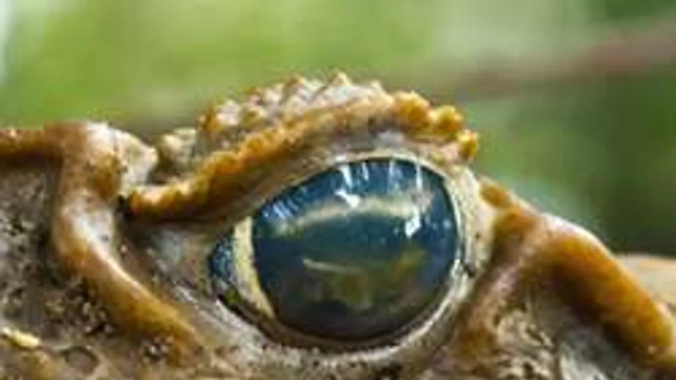 Elképesztő állati mutációra bukkantak Oroszországban