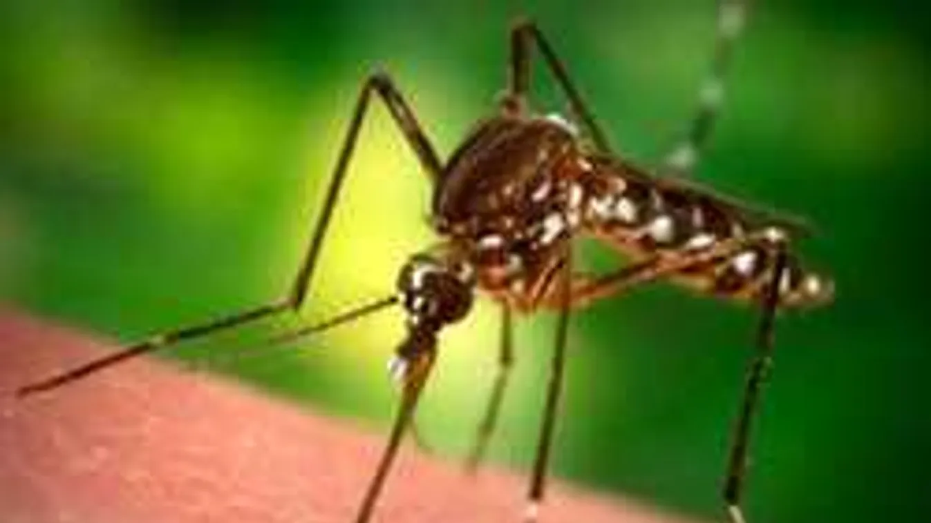 Magyarország szomszédságában a halálos vírus, áldozatok is vannak