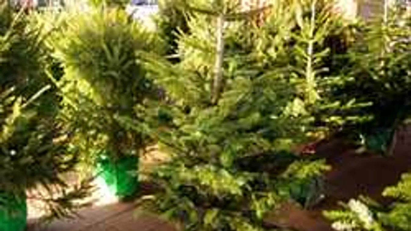 Gyökeres karácsonyfát vettél? Mutatjuk, hogyan tovább