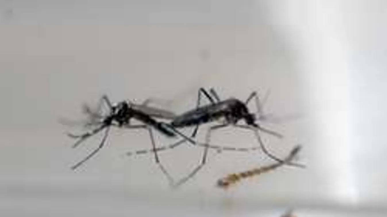 Titkolták a németek, hogy a Zika-vírus már Berlinben van