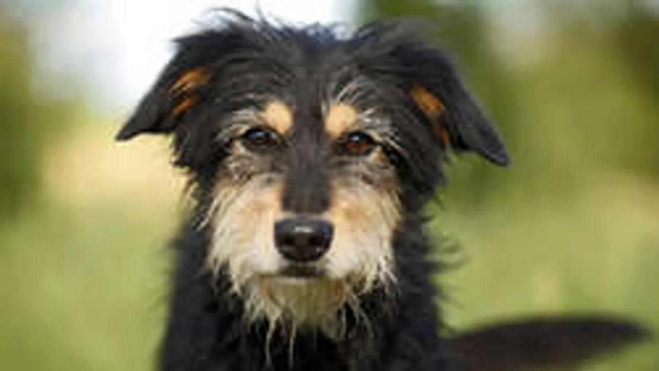 Borzasztó! Így tartják a levágásra szánt kutyákat