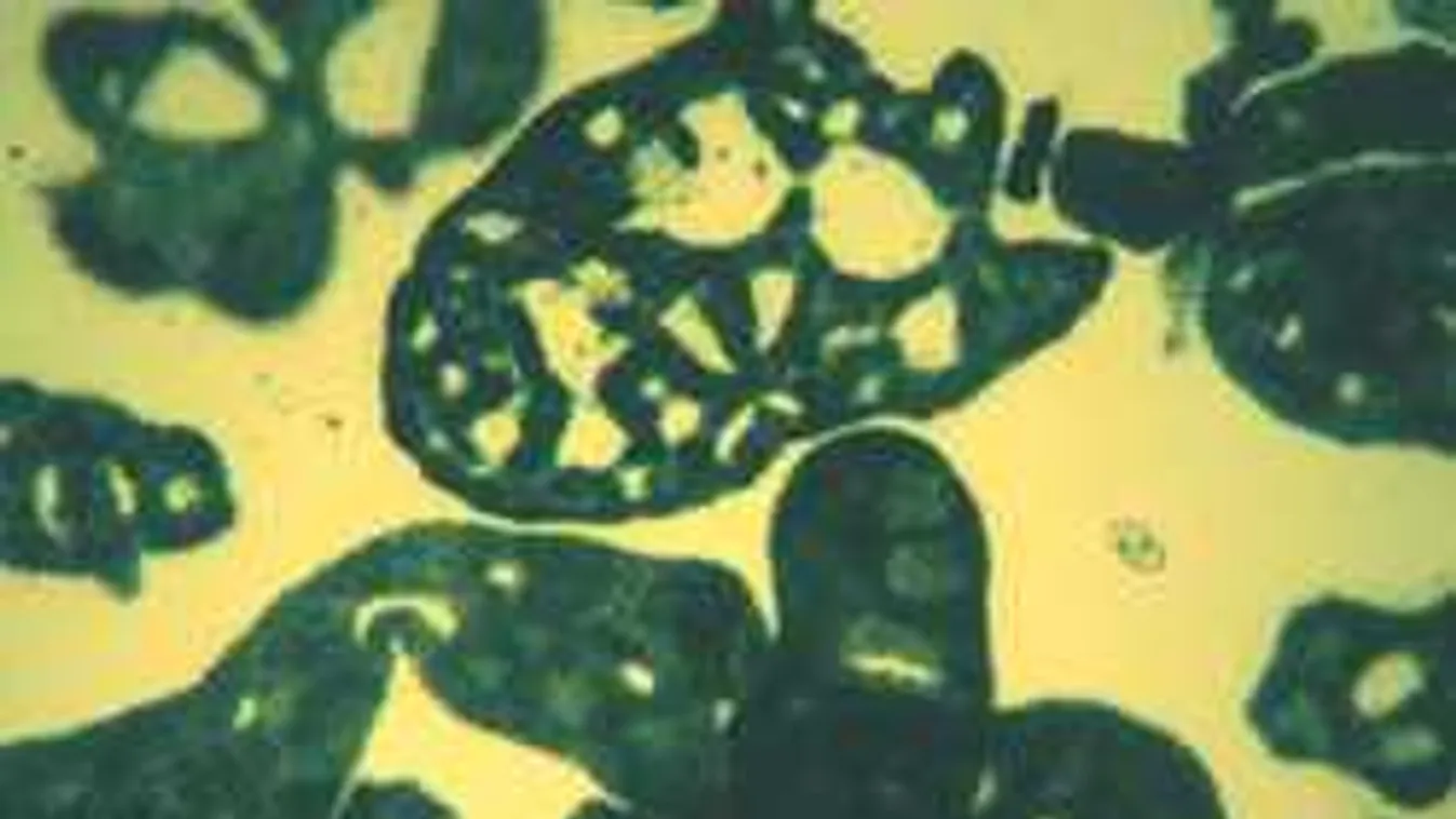 Itt tilos fürödni a kék alga miatt