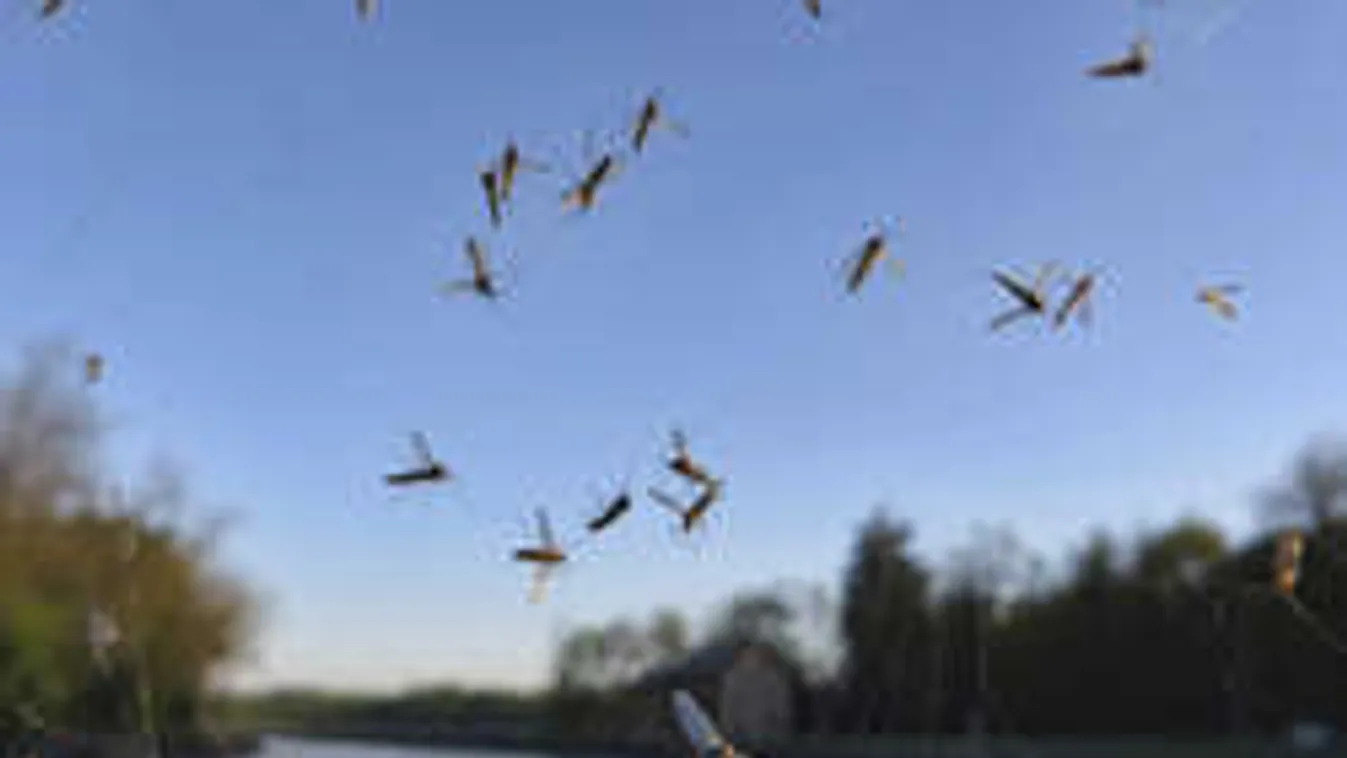 A nagy esők után jön a szúnyoginvázió! Nincs menekvés idén?