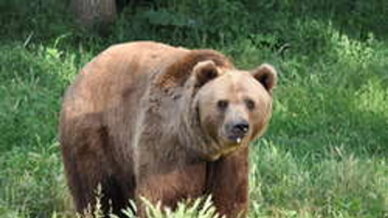 Szerelmes medve rémisztgeti a magyarokat, jobb elkerülni