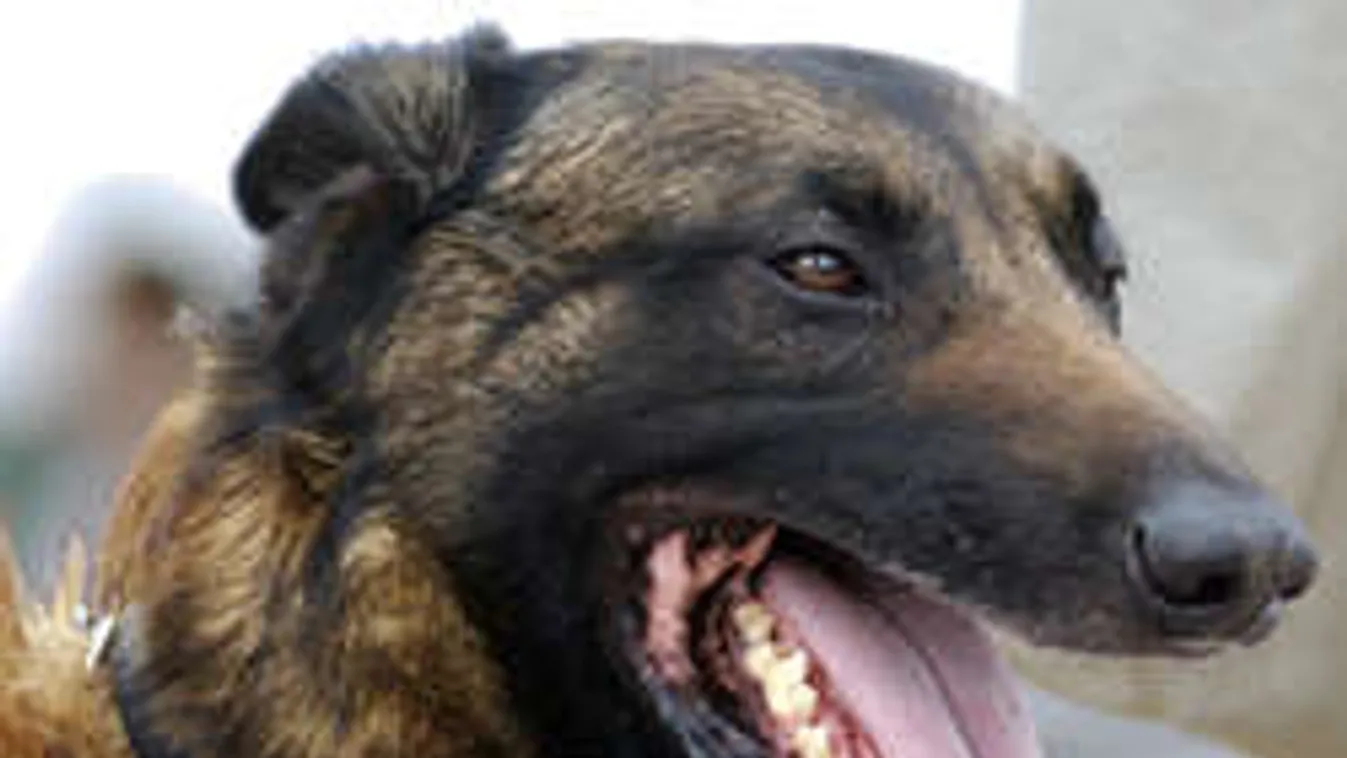 Rendőrkutya bukkant rá a nő levágott testrészére