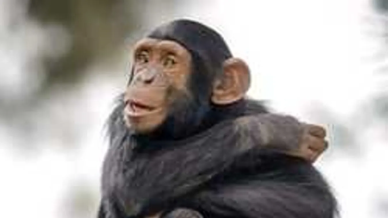 Borzalmas, mit tett gondozójával a megvadult csimpánz