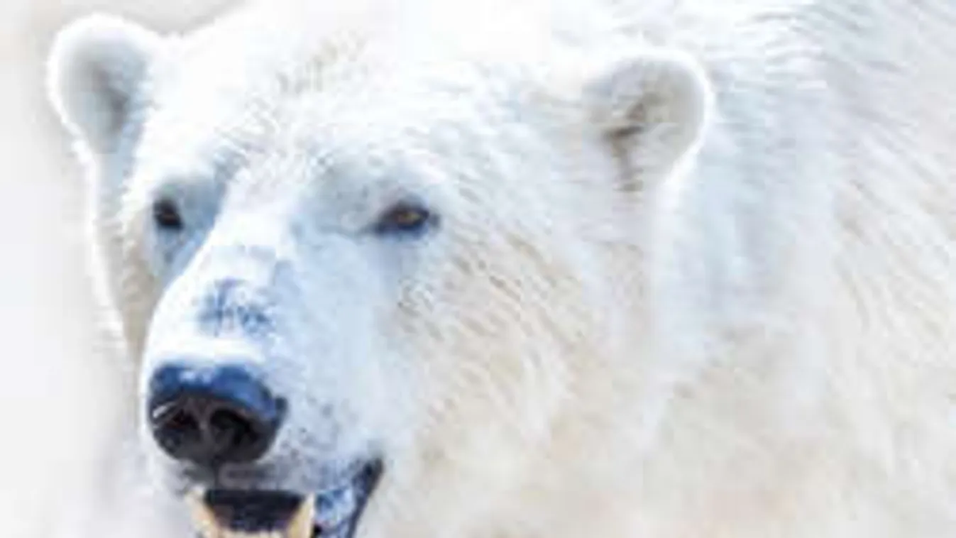 Megbüntették az expedíciót, amely túlélt egy jegesmedve-támadást