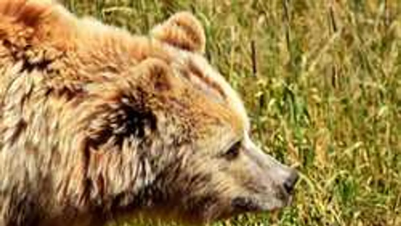 Megtalálták a kóborló medvét, ezt tették vele