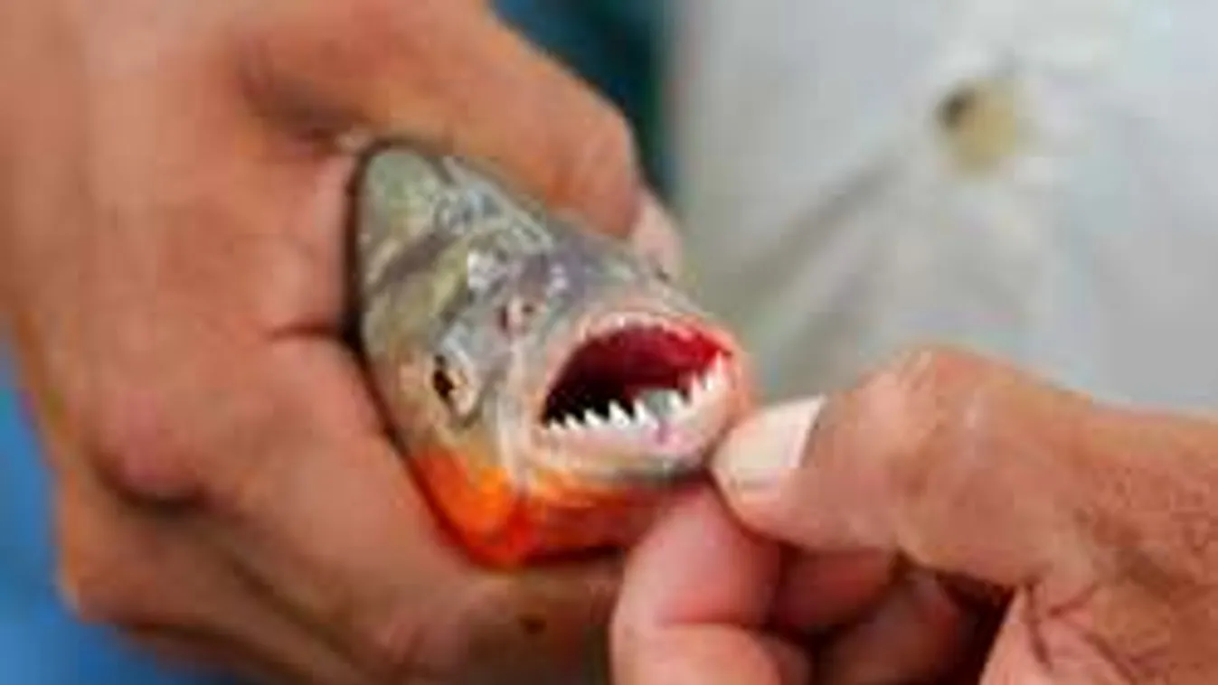 Már a szomszédban is támadnak a hereharapó halak!