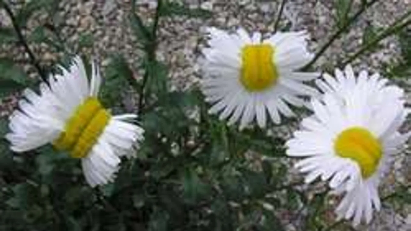 Pánik Japánban! Mutáns növények a sérült reaktor közelében