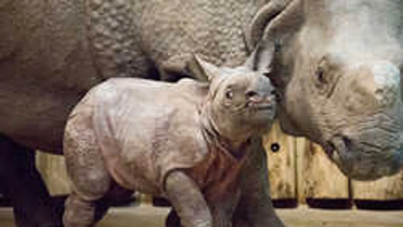 Rejtő Jenő és Orbán Viktor közösen lettek a rinocérosz keresztszülei