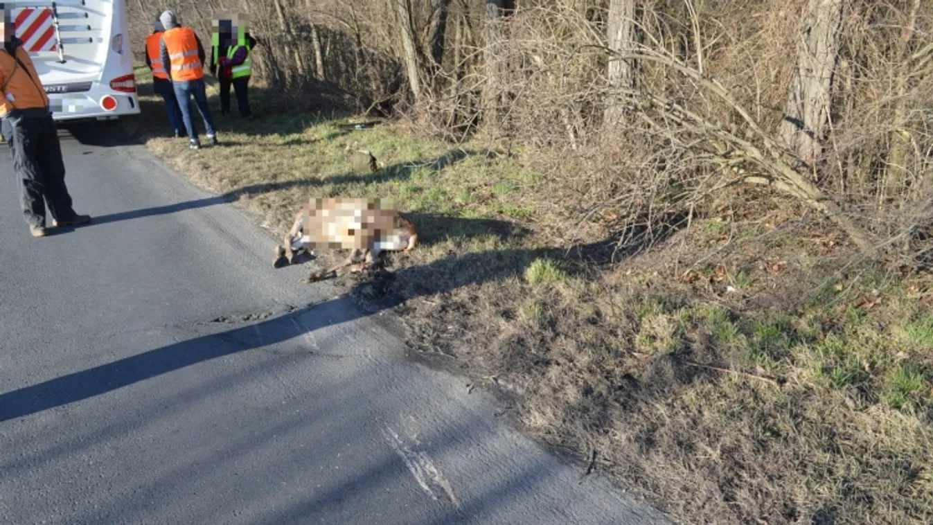 Durva fotó a vadgázolásról: szarvas ugrott az autós elé Mosonmagyaróvárnál