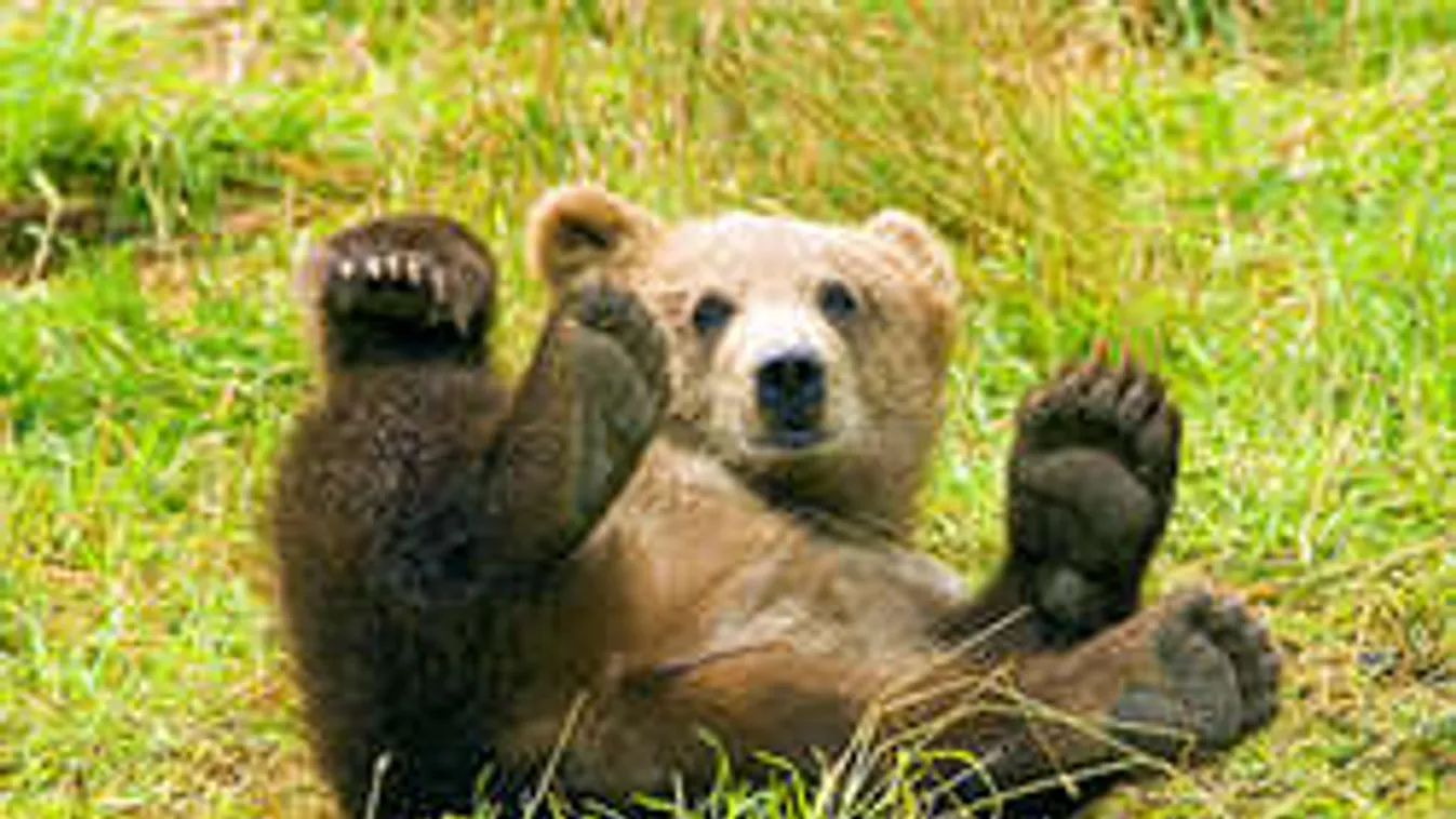 Étteremben szolgálják fel a lakótelepen kilőtt medvét!