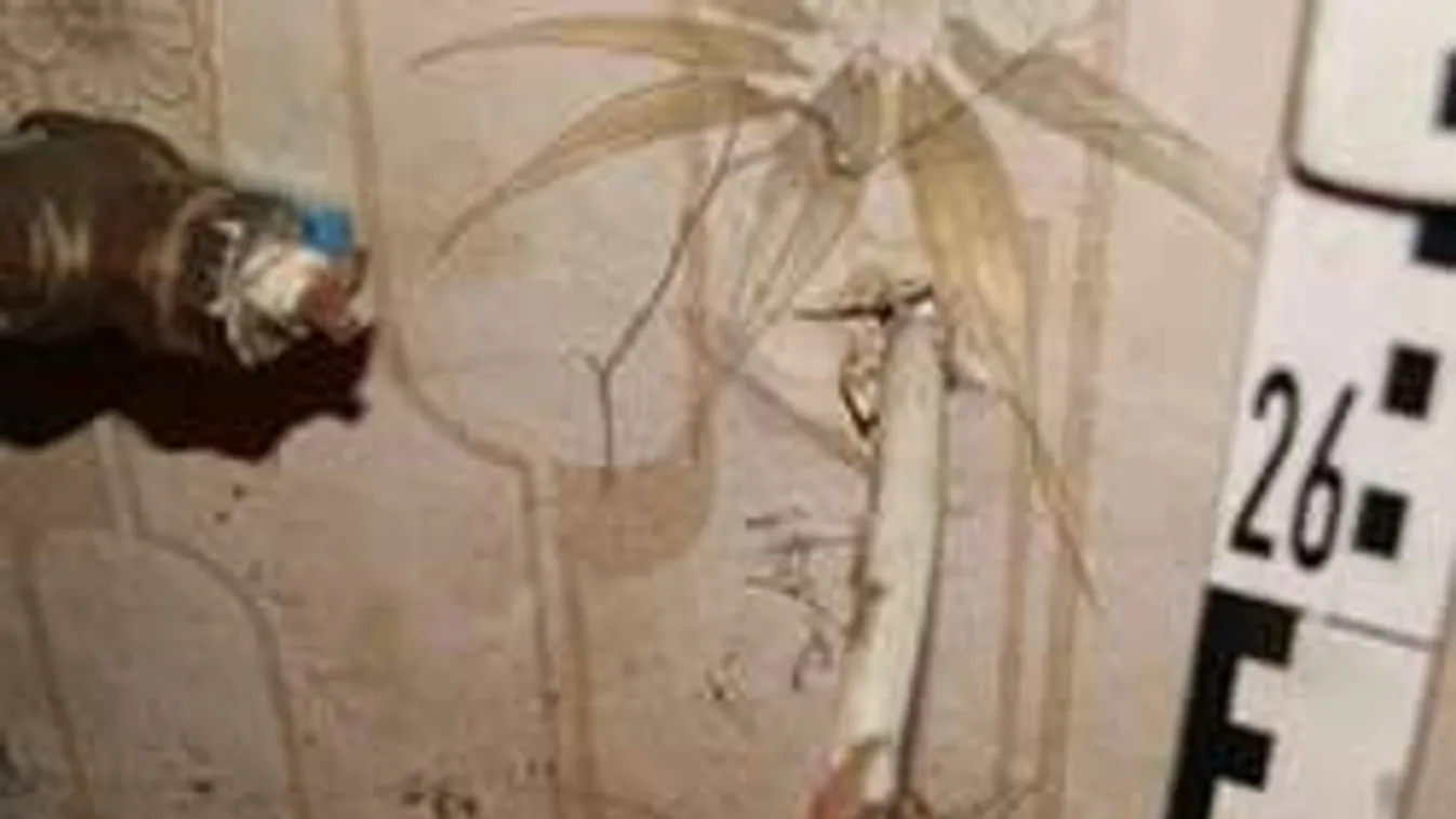 Talpig feketében várta a halált: baltával támadt a gázra a makói férfi