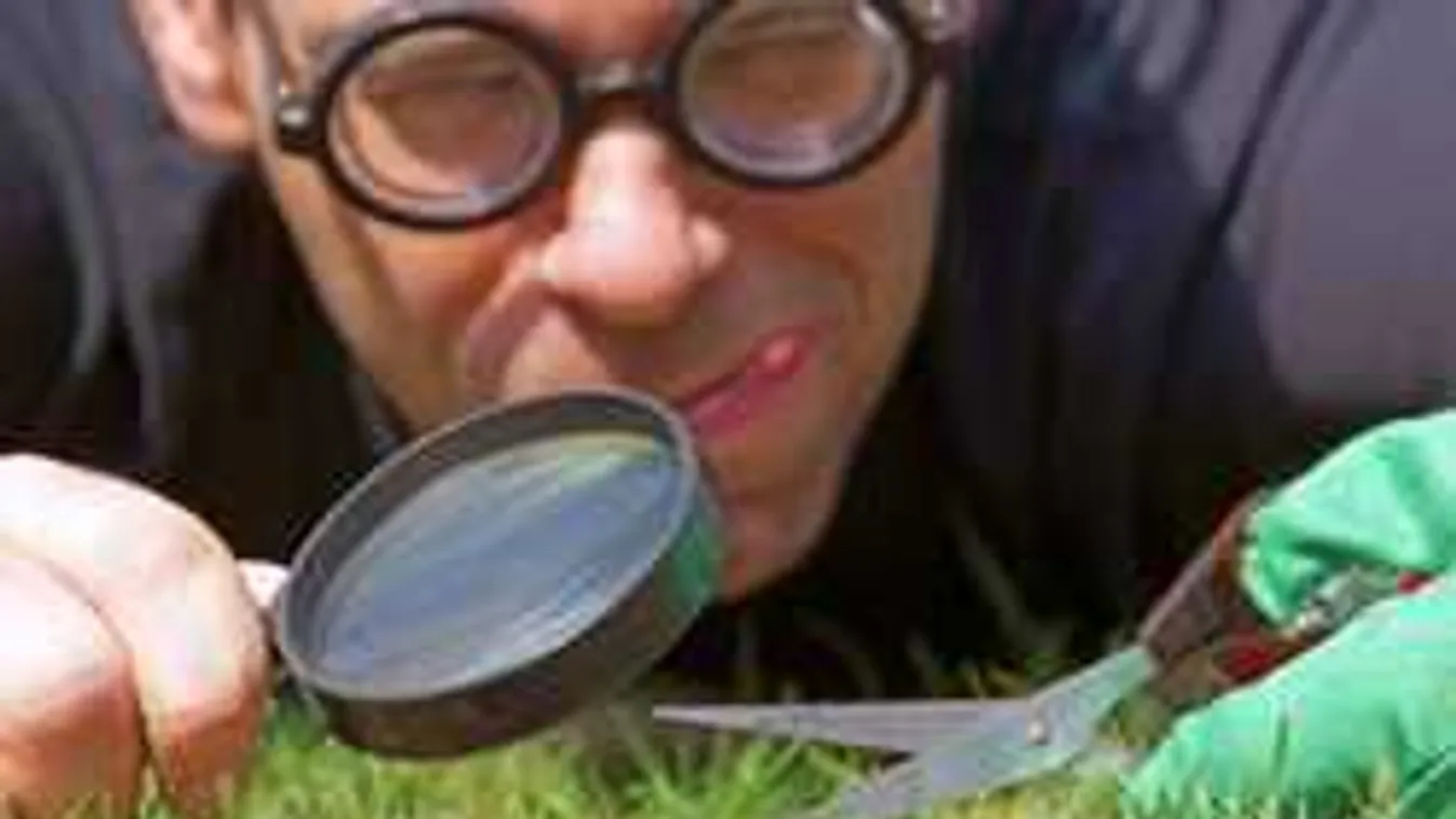 Kiderült, hányszor és mikor kell füvet nyírni, hogy szép legyen