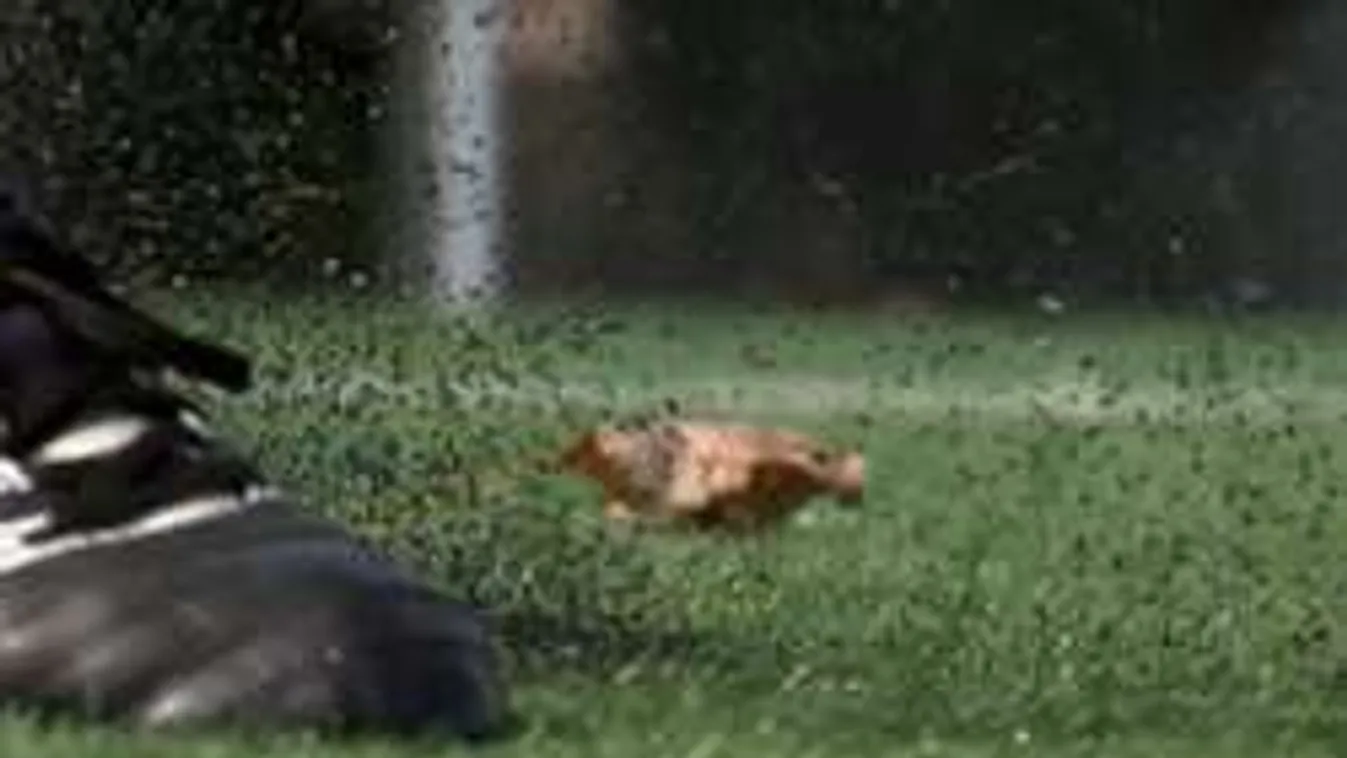 Gyilkos focipályák: százával szedik áldozataikat!