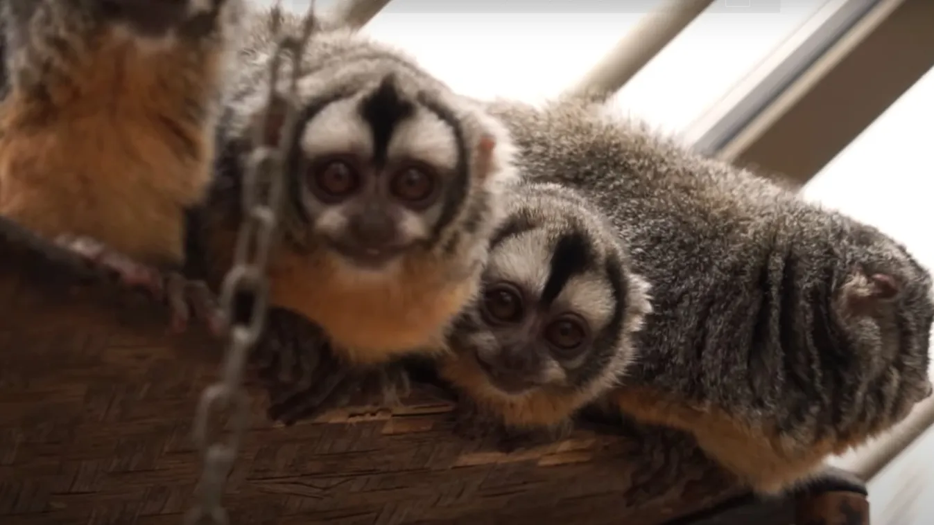 Ettől elolvadsz: ekkorát nőttek az imádnivaló állatkerti lakók – videó