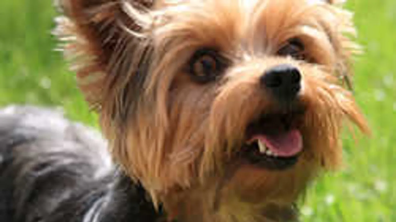 Siófoki kutyagyilkosság: durva részletek derültek ki a történtekről