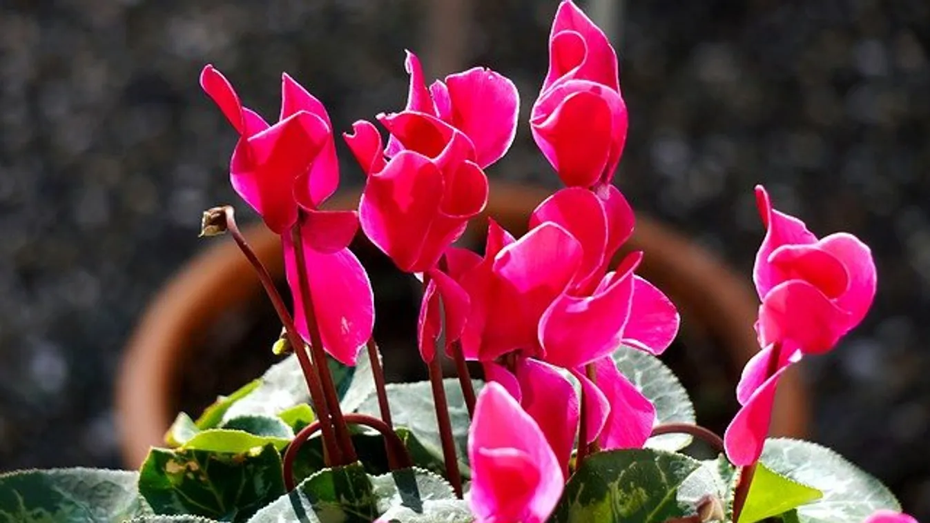 Segítünk, hogy kétszer is virágozzon a ciklámened