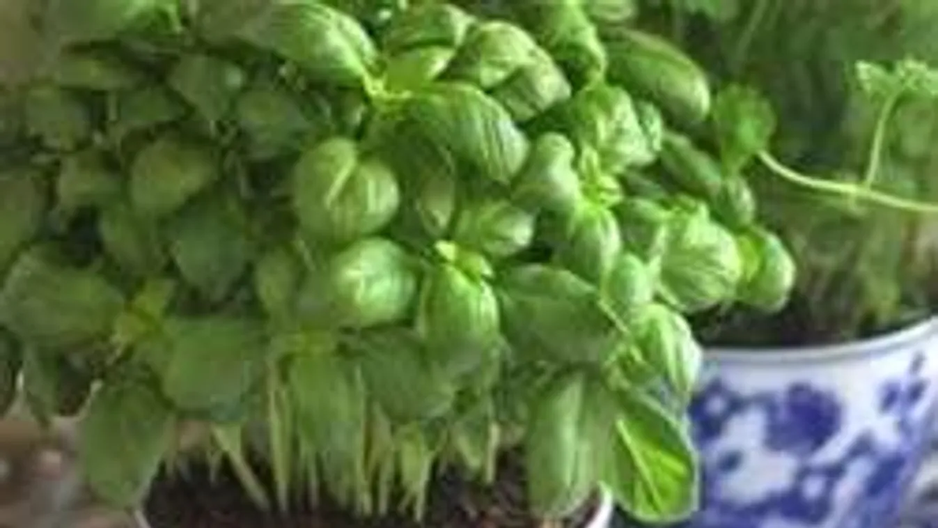 7 szuper gyógynövény, ami tényleg segít legyőzni a náthát