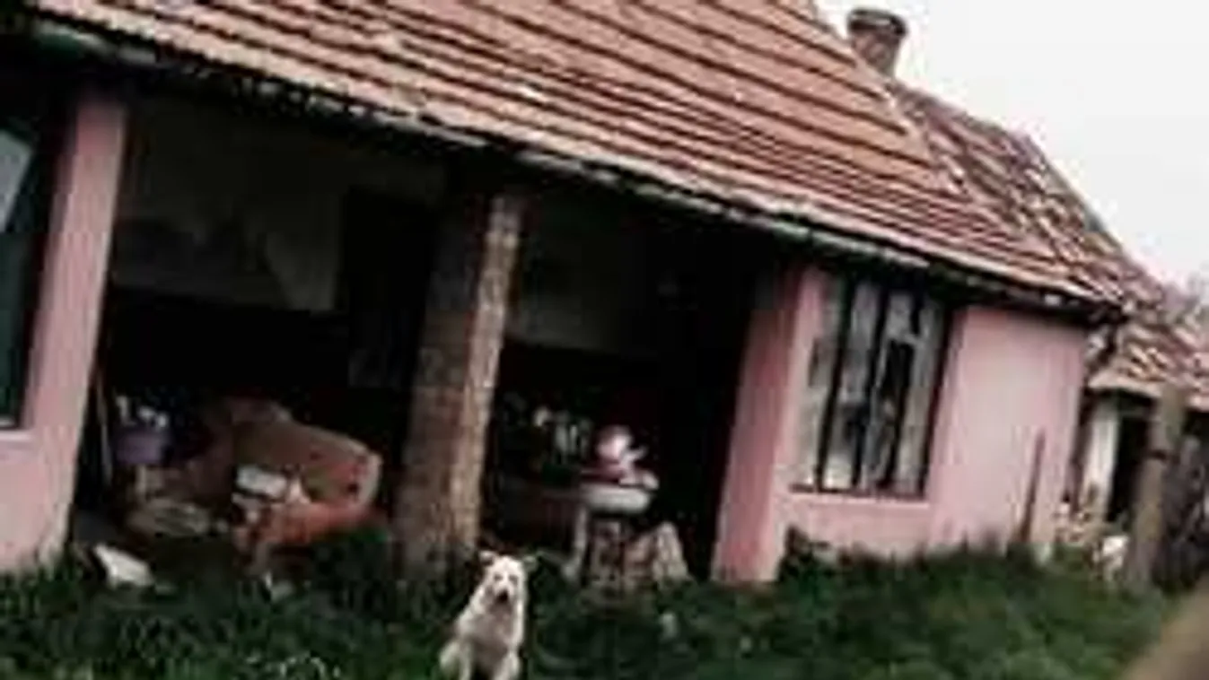 Szívszorító fotó: fél éve vár gazdájára egy kutya Szentmártonkátán