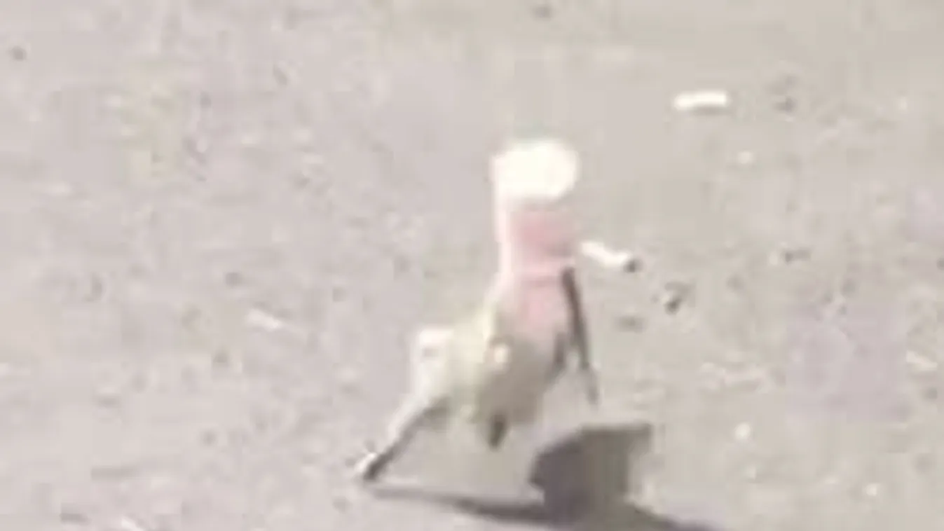 Mentőorvosok húzták ki a mókust a slamasztikából - VIDEÓ