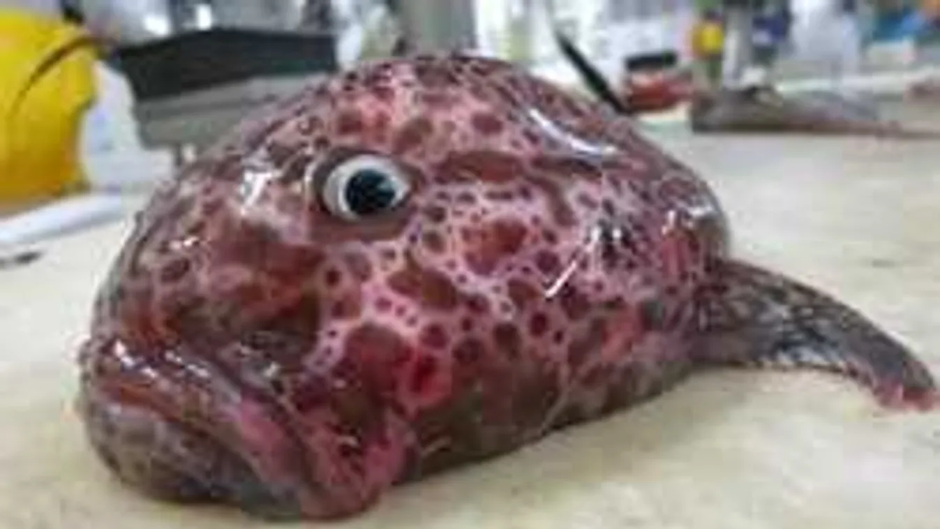 Sokkoló fotók szivárogtak ki a legijesztőbb mélytengeri szörnyekről