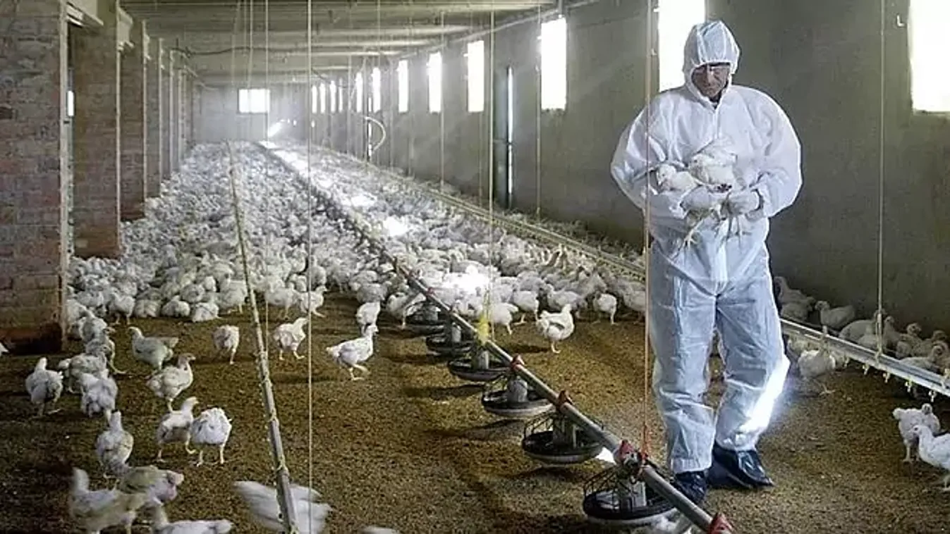Kínában átterjedt emberre a H5N6 madárinfluenza