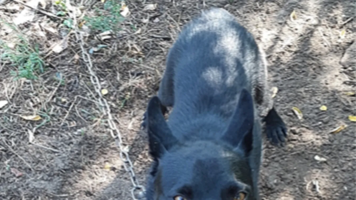 Brutális állatkínzás Hajdú-Biharban, a rendőrök elkapták a gazdát