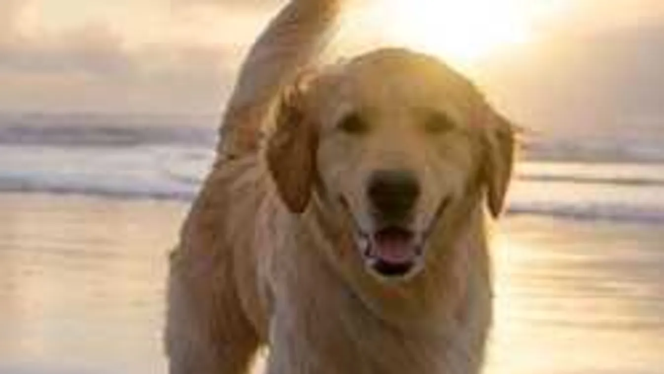 Hosszú vagy rövid szőr kell a kutyának nyáron? Itt a válasz