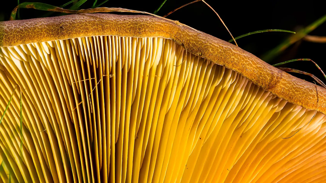 Nem hittek a szemüknek a békésiek, sosem láttak még ekkora gombát