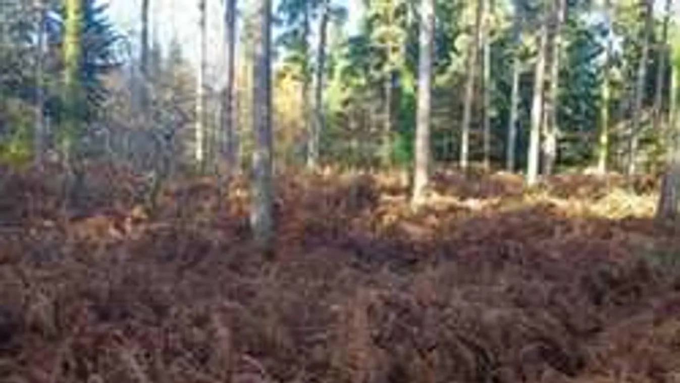 Kegyetlen képrejtvény: hol rejtőzik a kutya a képen?