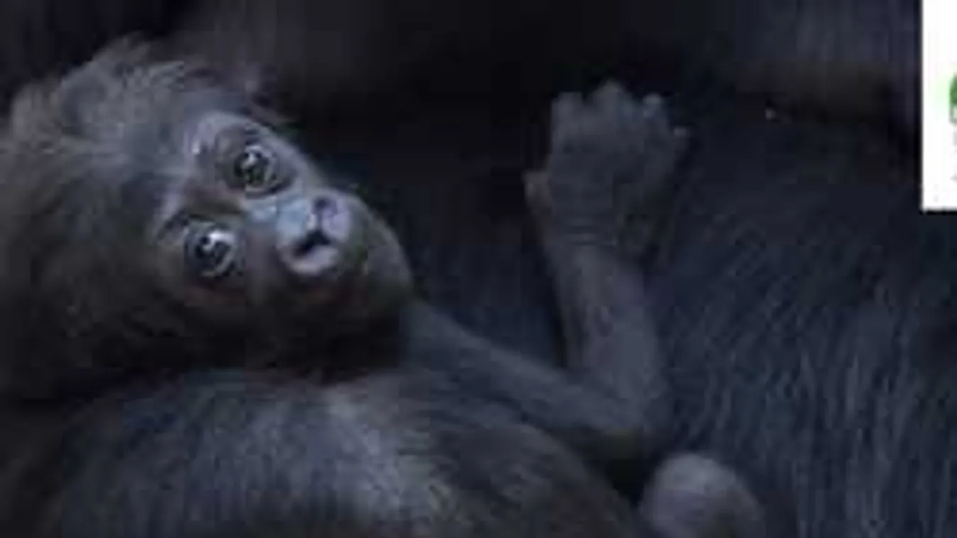 Indigo lett a gorillabébi neve