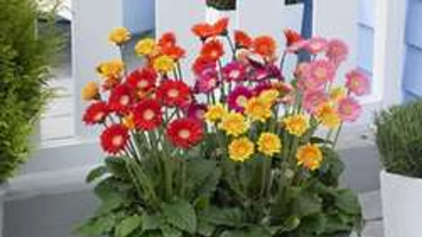 Így borítsd virágba a teraszt! Zseniális ötletek, olcsó megoldások